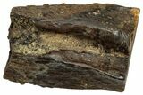 Fossil Triceratops Shed Tooth - Montana #350705-1